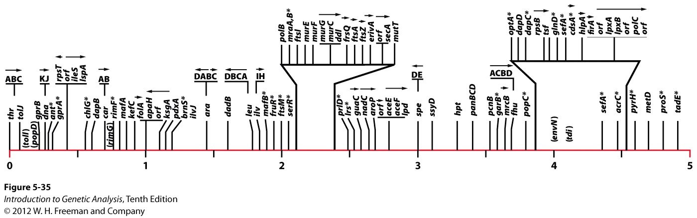Part of the physical map of the E. coli genome, obtained by sequencing