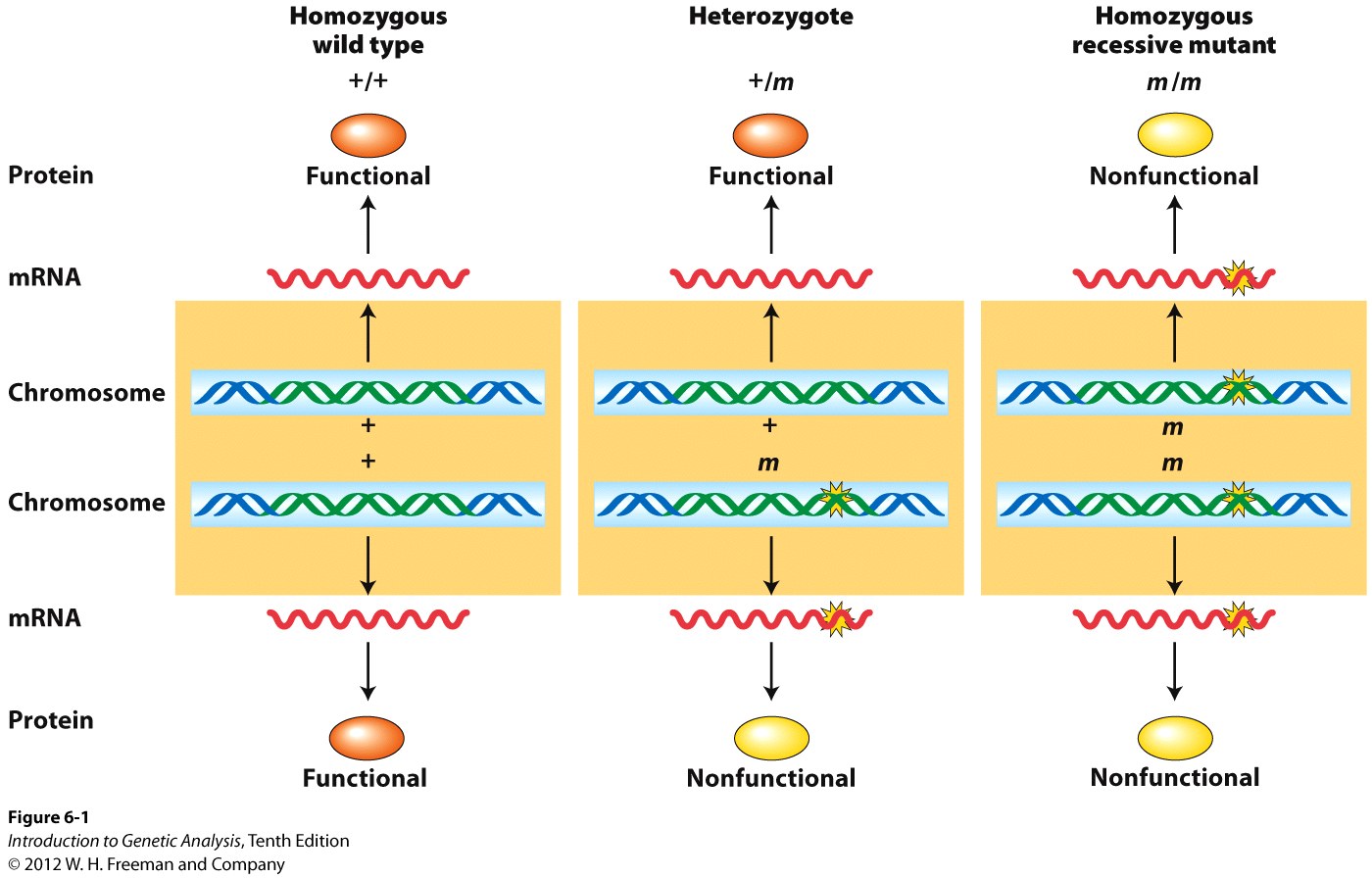 Mutations of haplosufficient genes are recessive