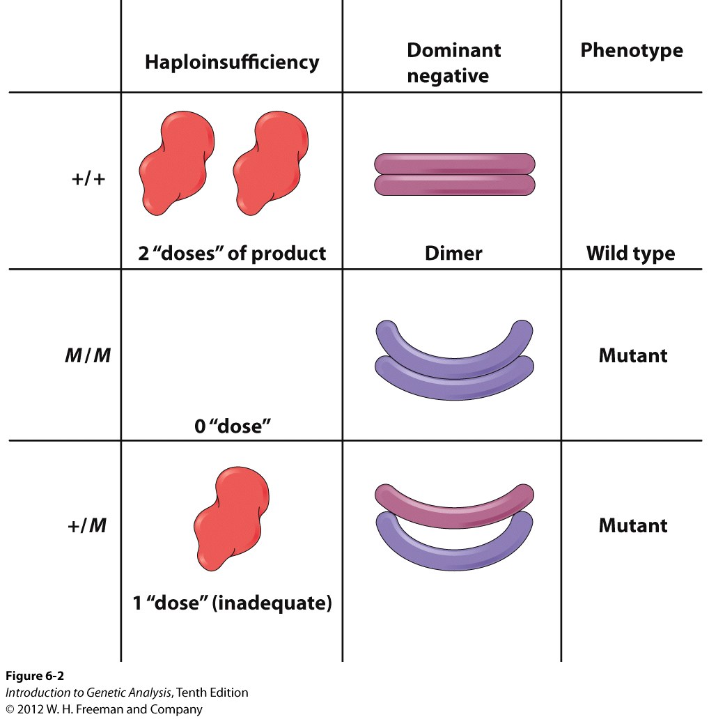 Two models for dominance of a mutation