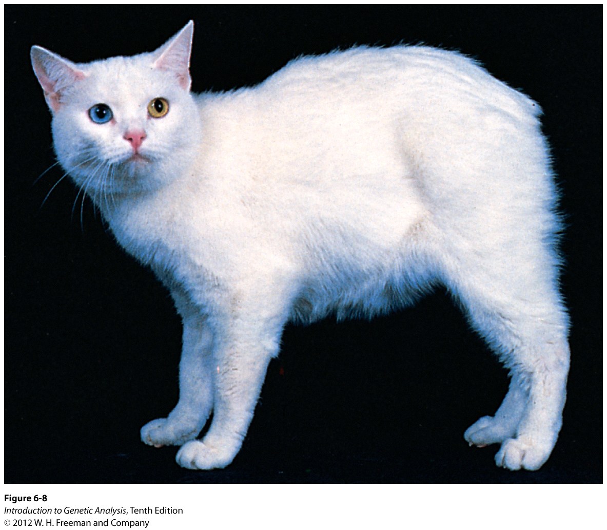 Tailless, a recessive lethal allele in cats