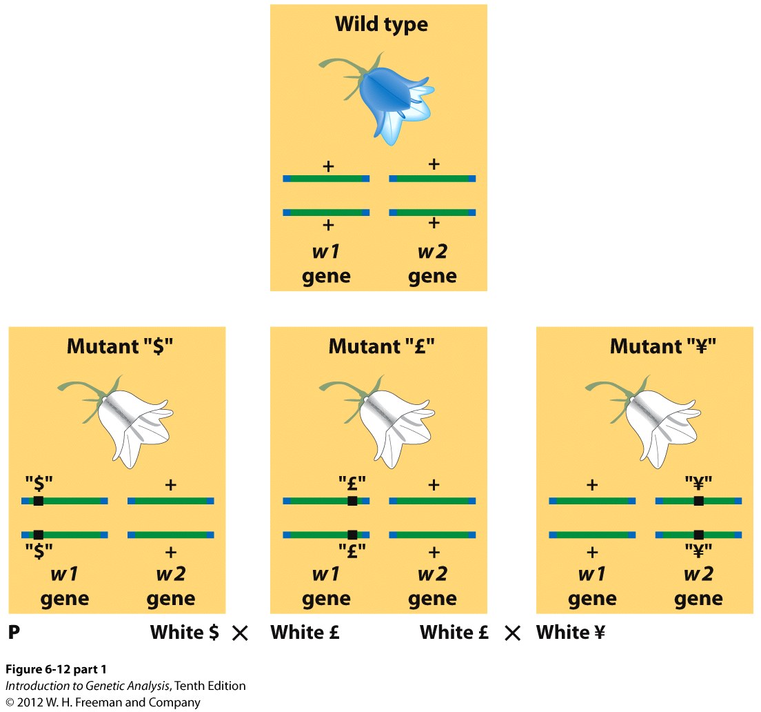 The molecular basis of genetic complementation