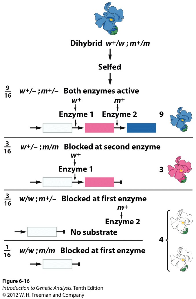 A model for recessive epistasis