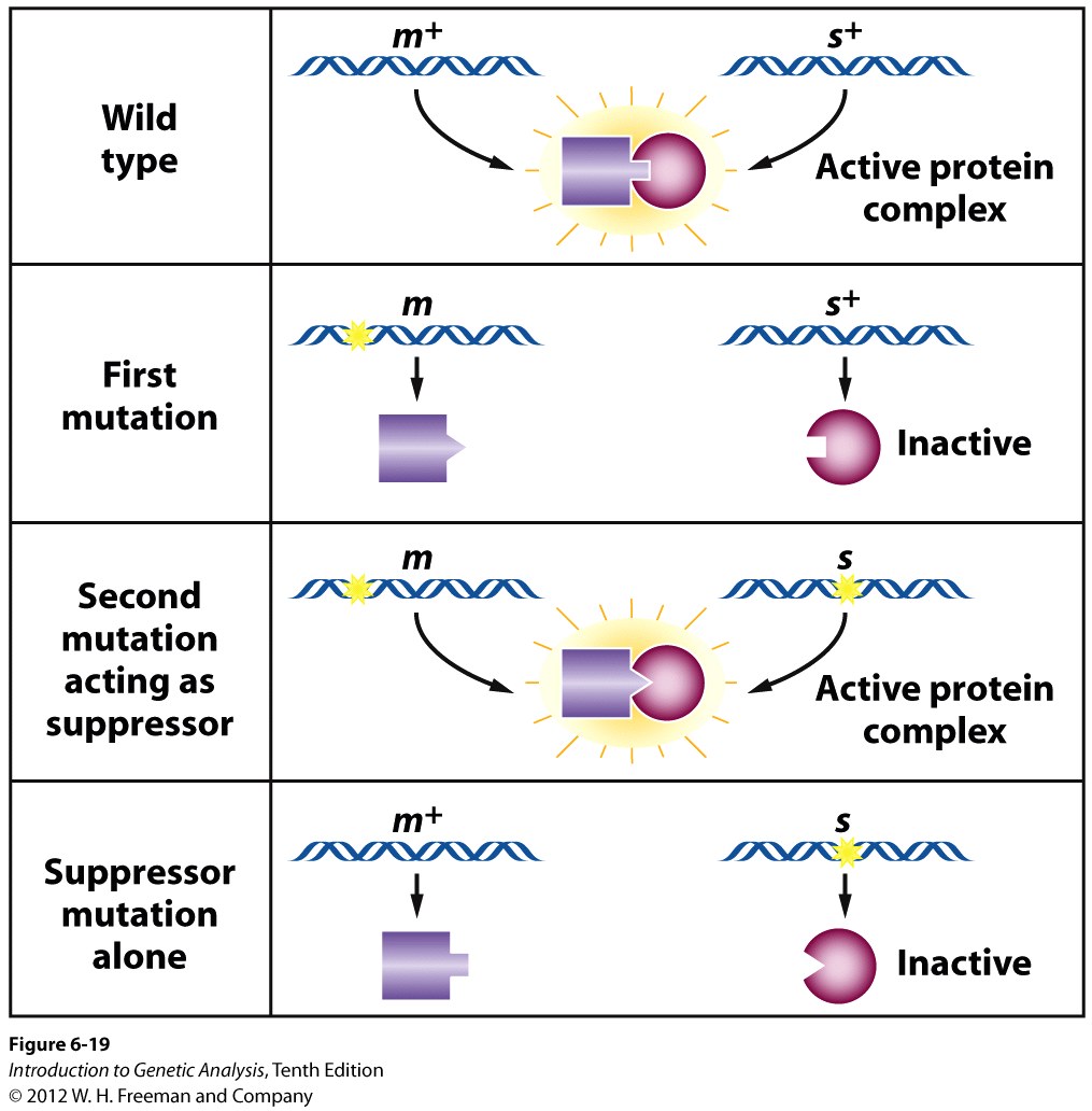 A molecular mechanism for suppression