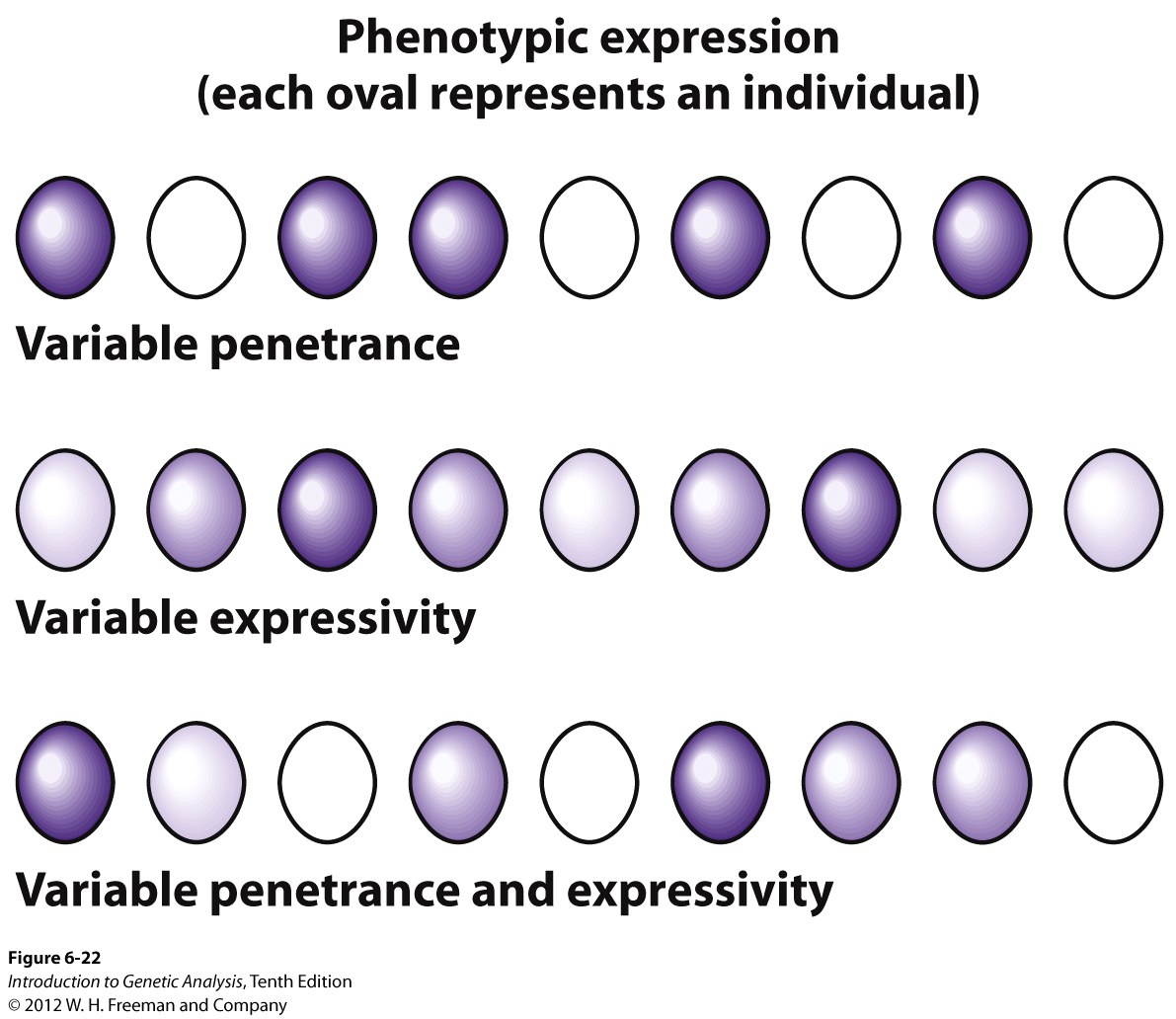 Penetrance and expressivity contrasted