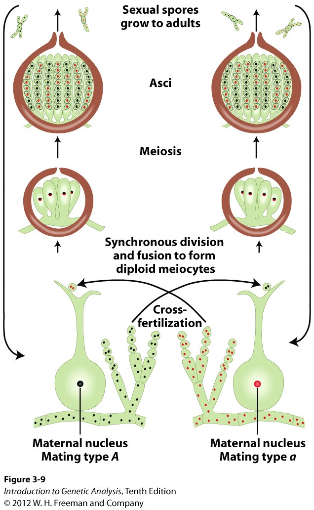 Stages of a Neurospora cross