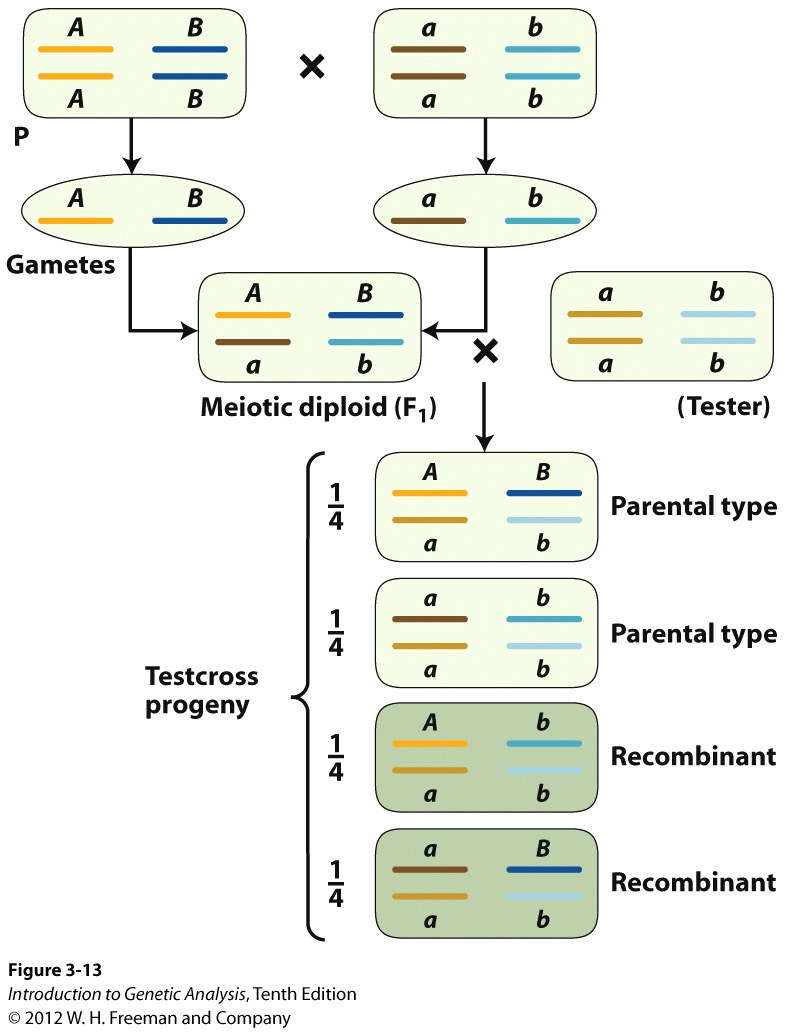 Independent assortment produces 50 percent recombinants