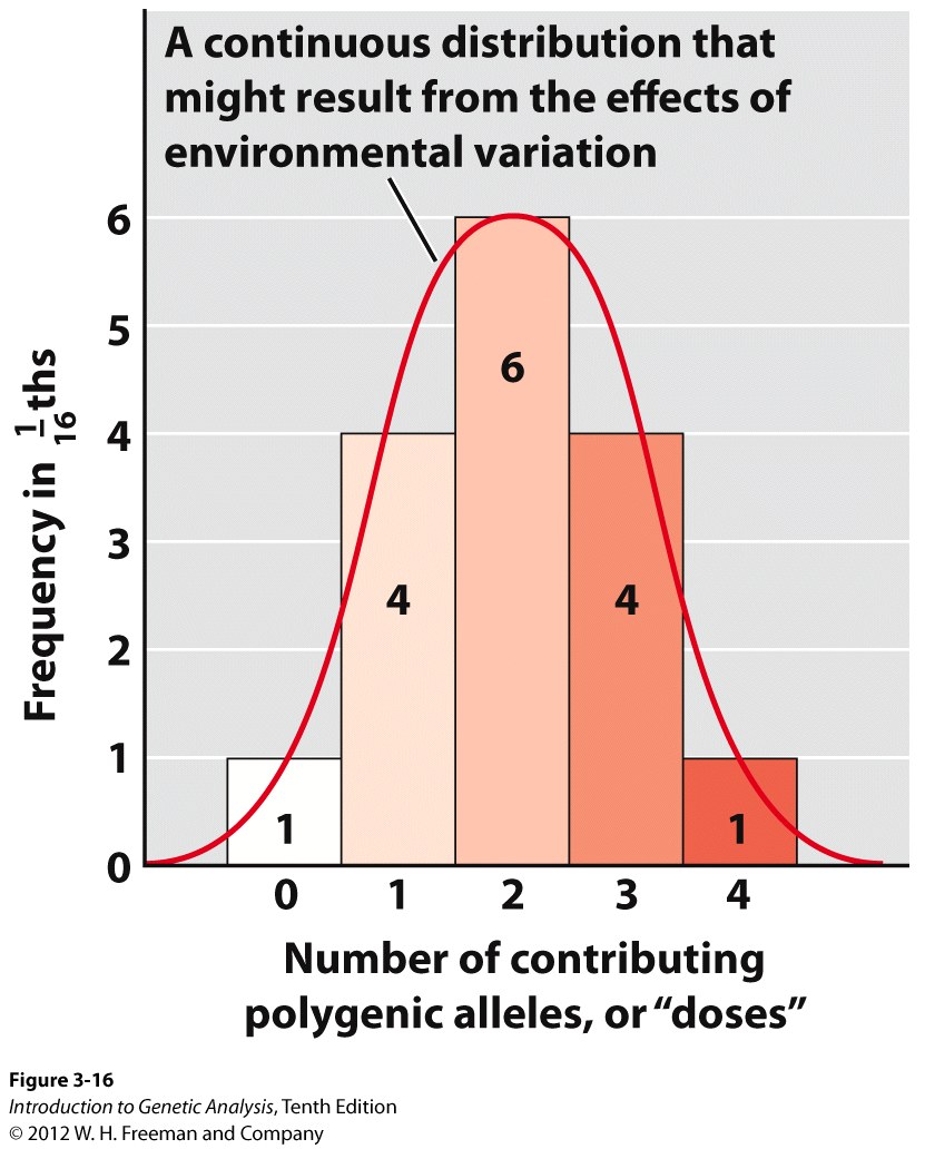 Histogram of polygenes from a dihybrid self