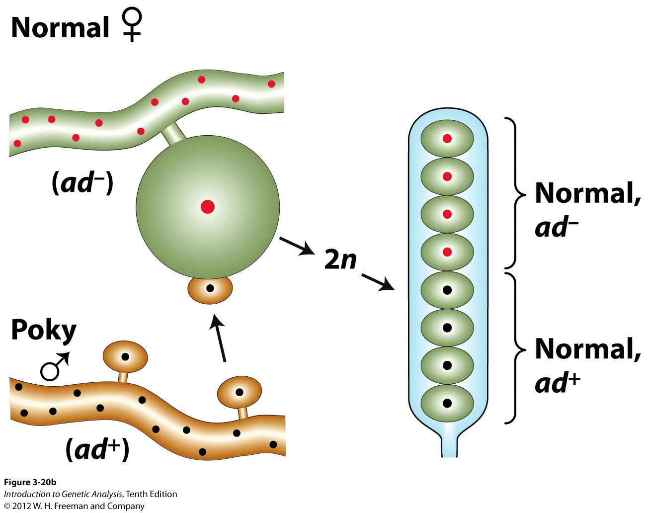 Maternal inheritance of mitochondrial mutant phenotype poky