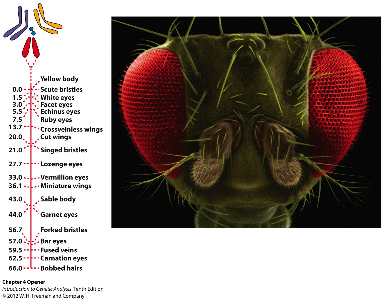 A recombination-based map of one of the chromosomes of Drosophila