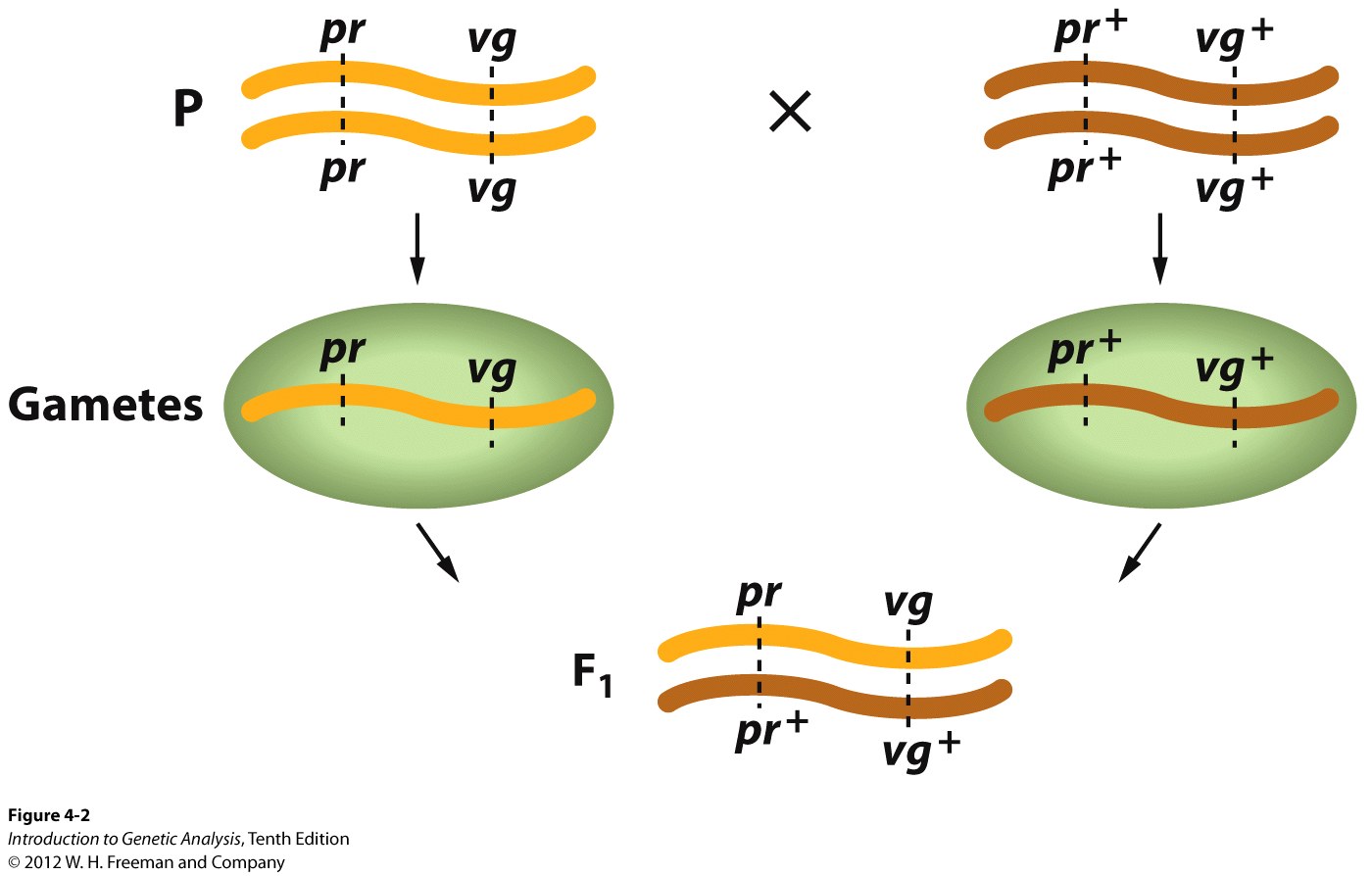 Linked alleles tend to be inherited together