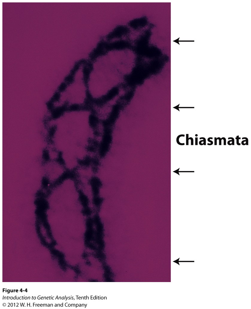 Chiasmata are the sites of crossing over