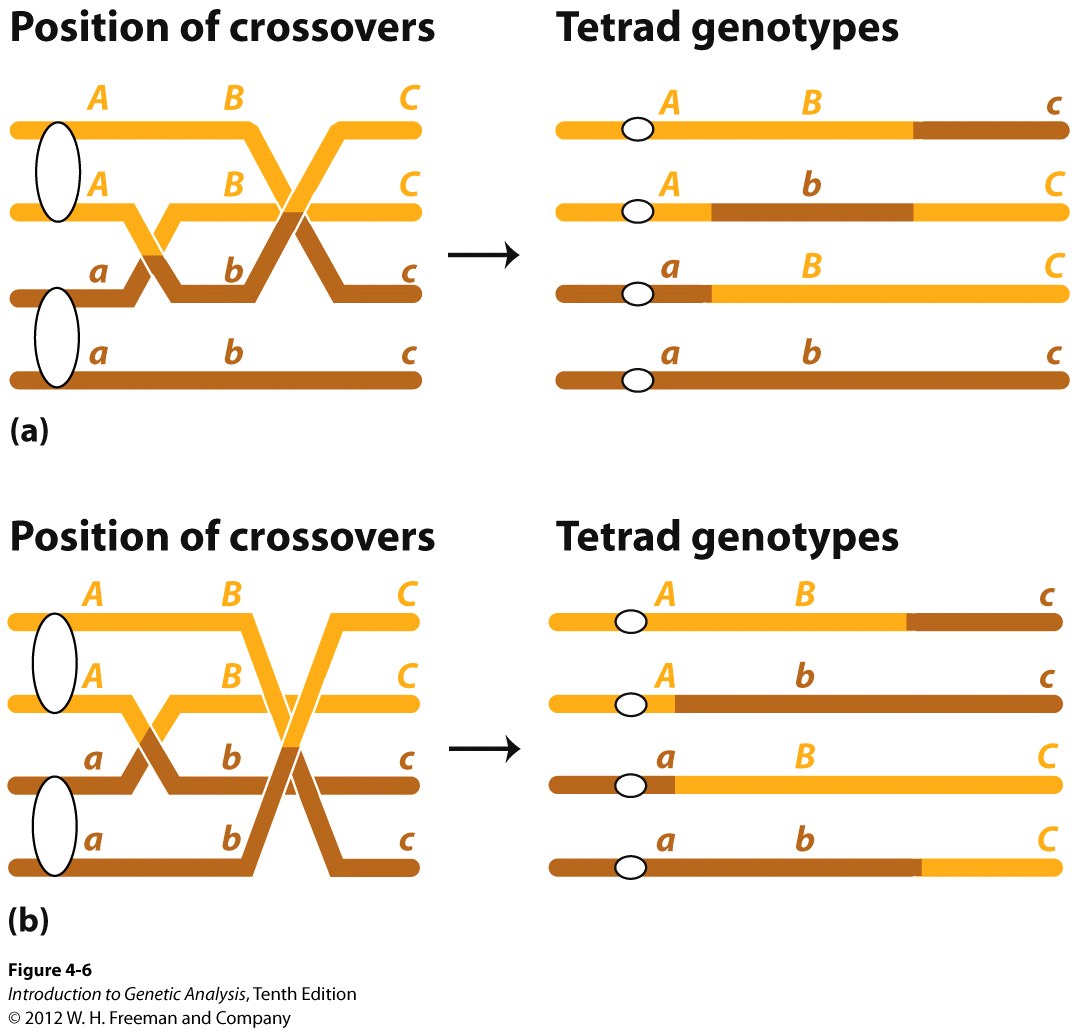 Multiple crossovers can include more than two chromatids