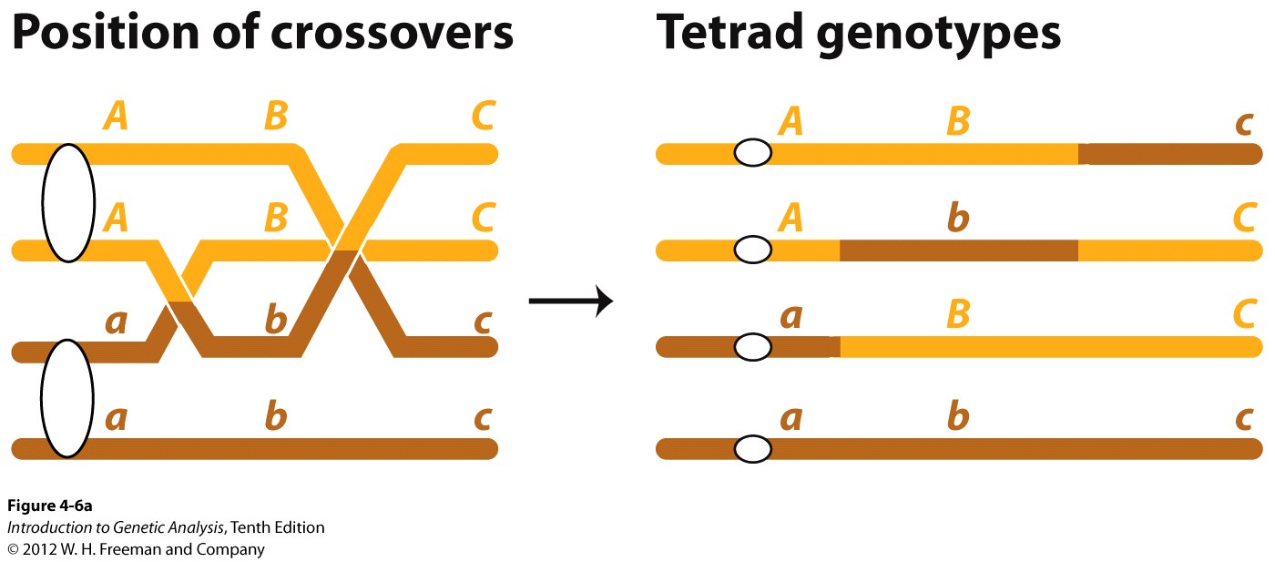 Multiple crossovers can include more than two chromatids