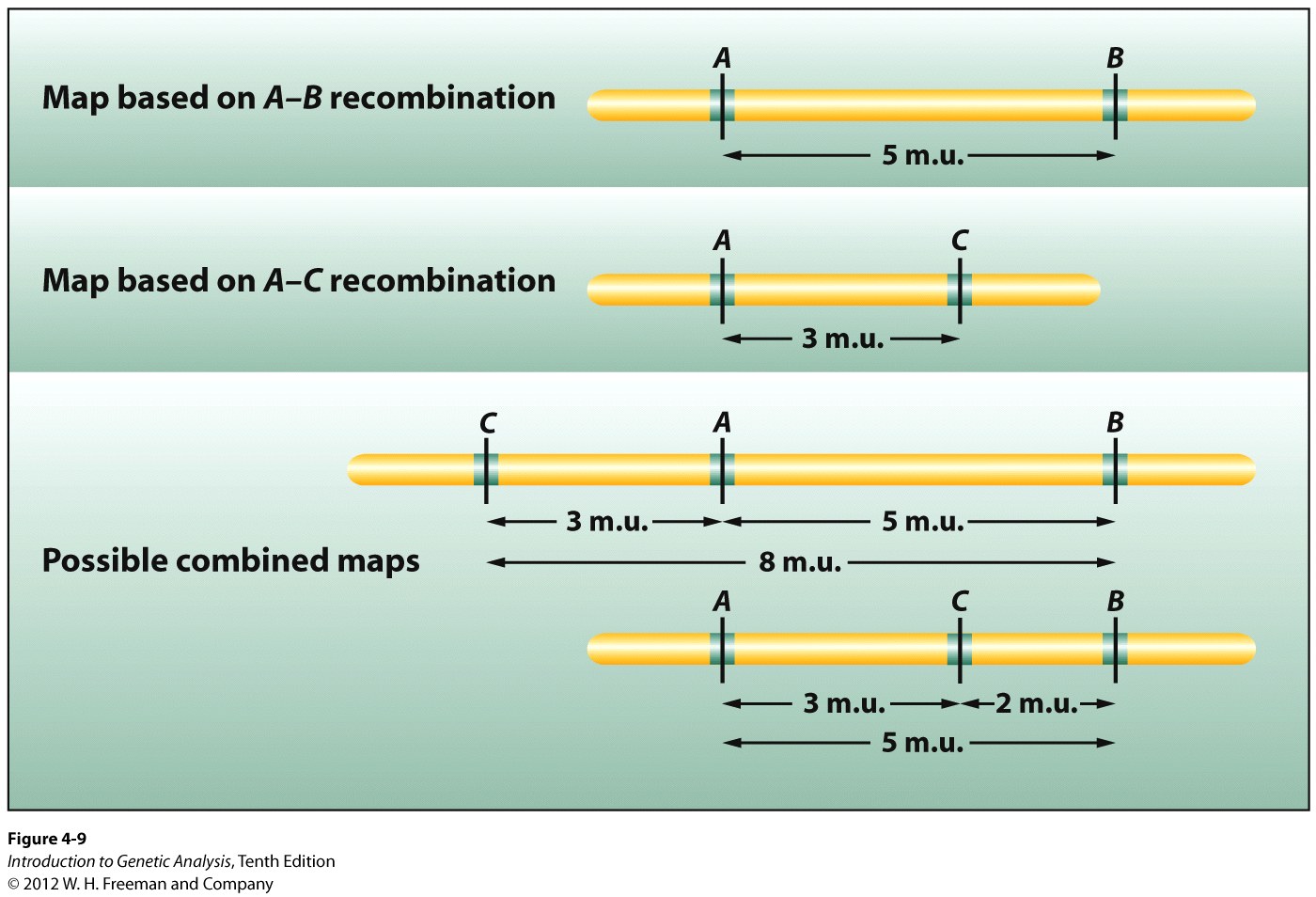 Map distances are generally additive