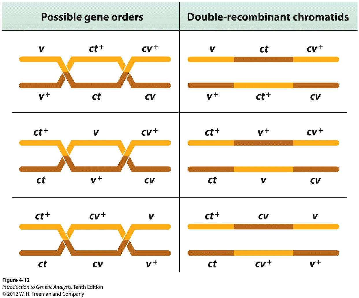 Different gene orders give different double recombinants