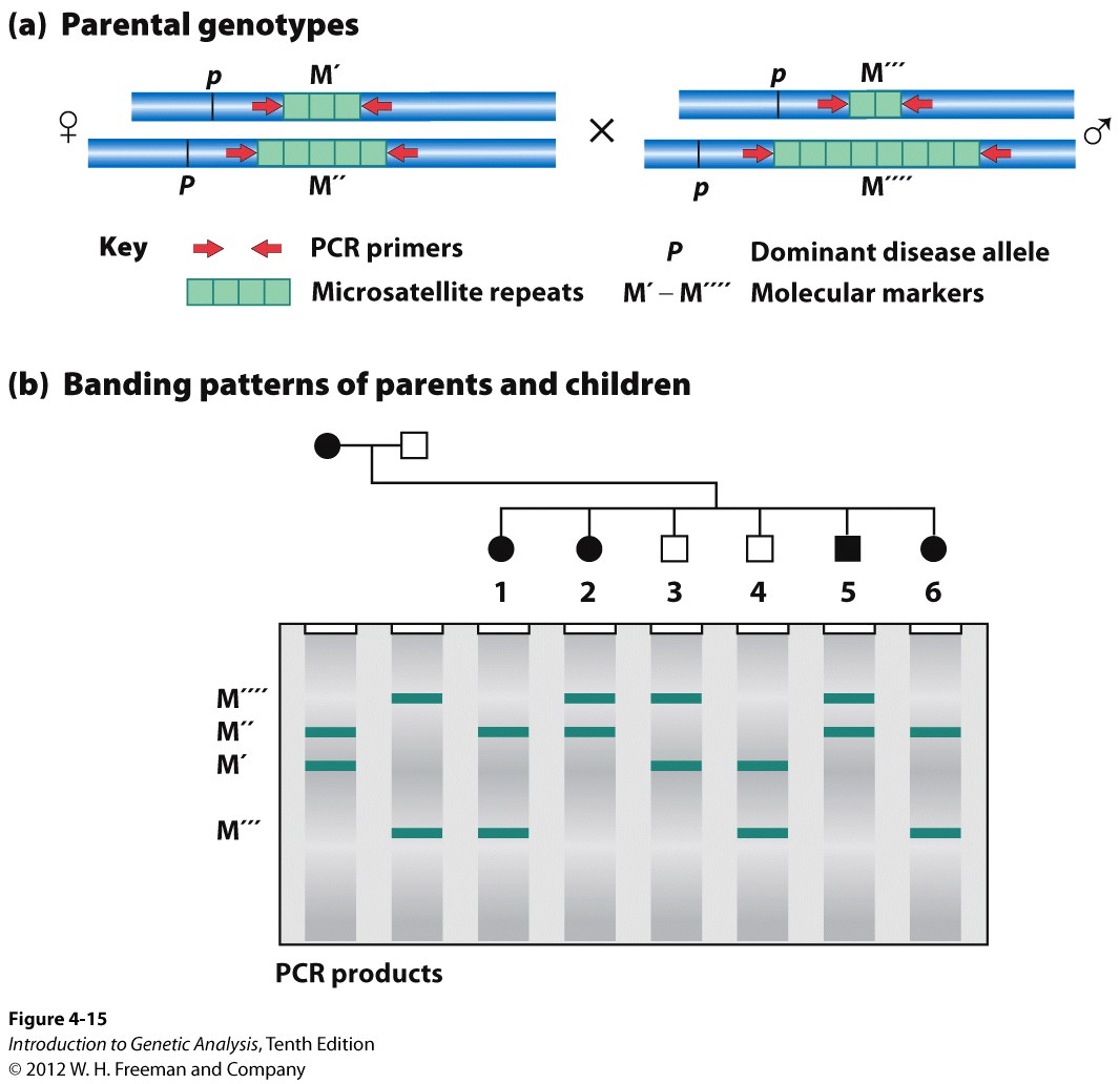 A microsatellite locus can show linkage to a disease gene