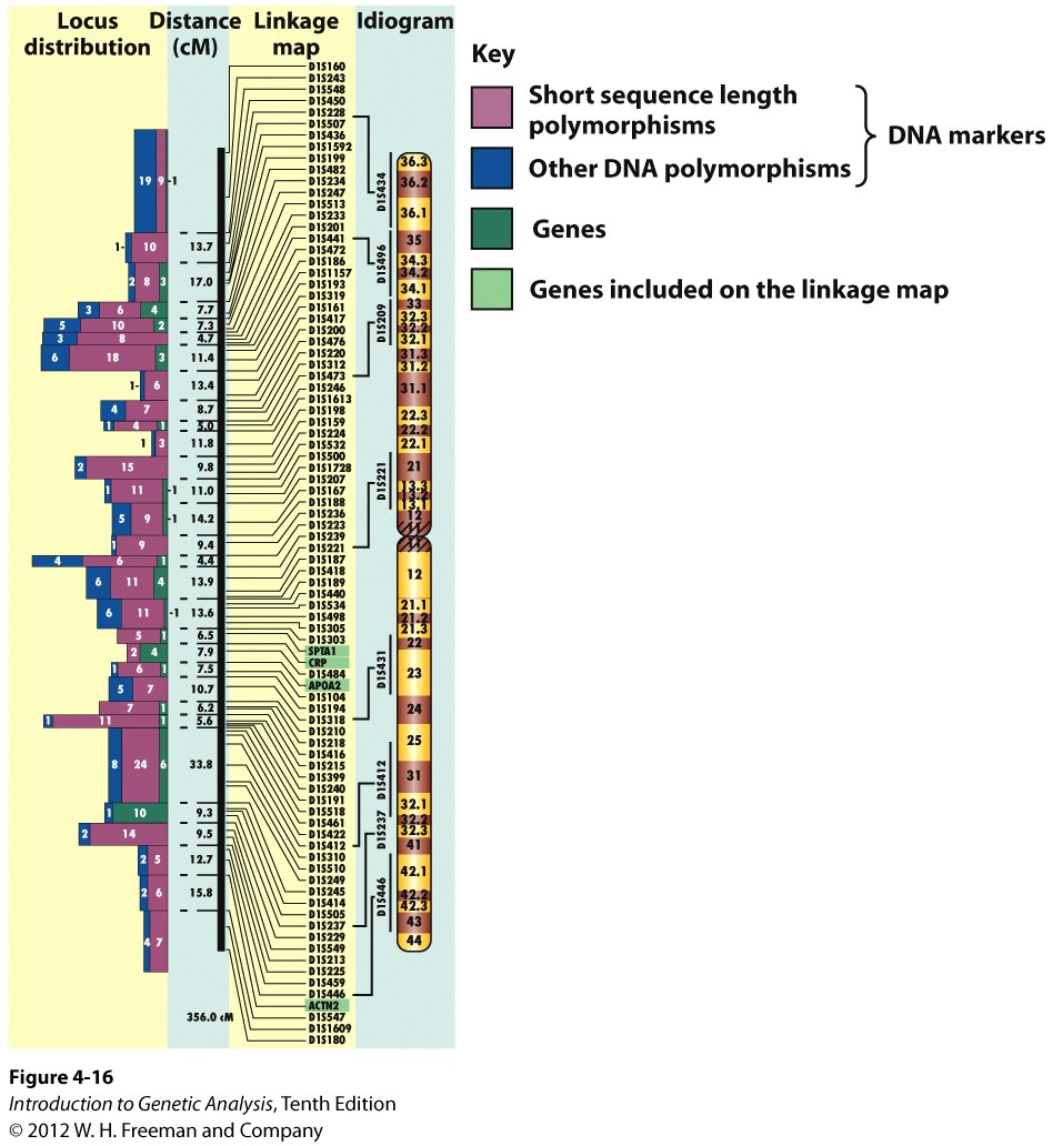 Phenotypic and molecular markers mapped on human chromosome 1