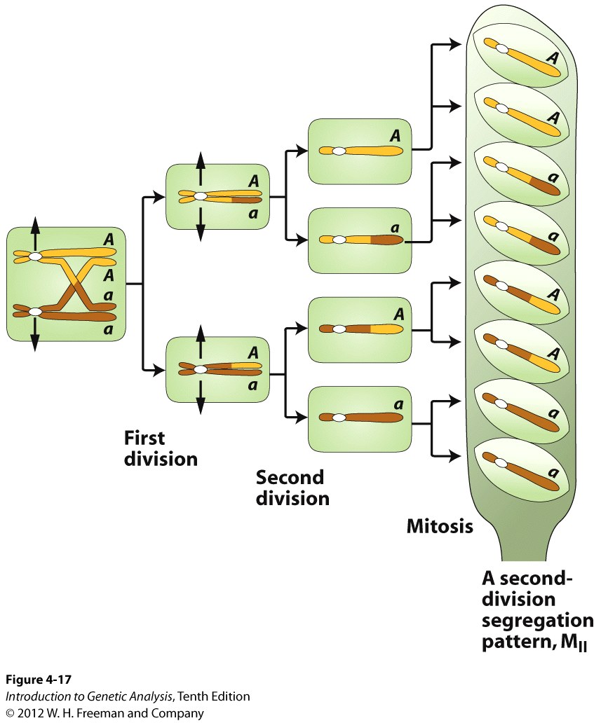 A second-division segregation pattern in a fungal octad