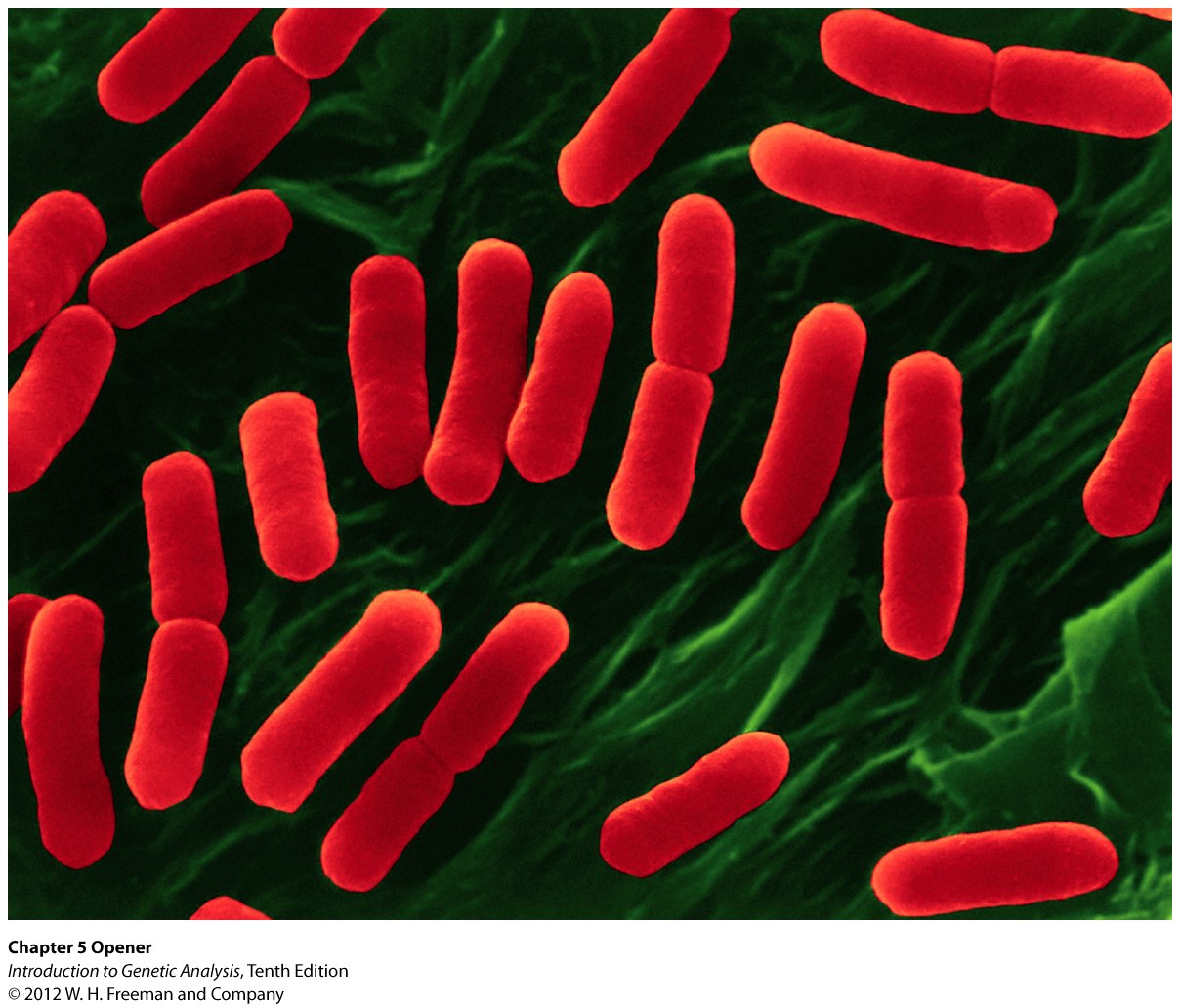 Dividing bacterial cells