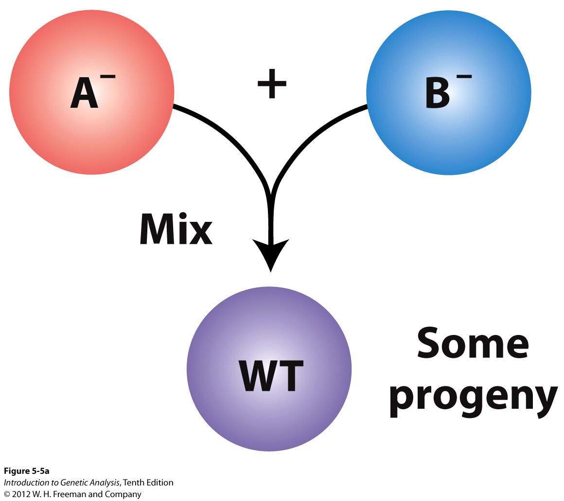 Mixing bacterial genotypes produces rare recombinants