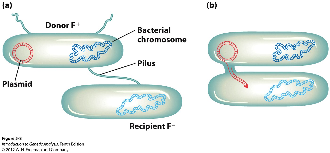 F plasmids transfer during conjugation