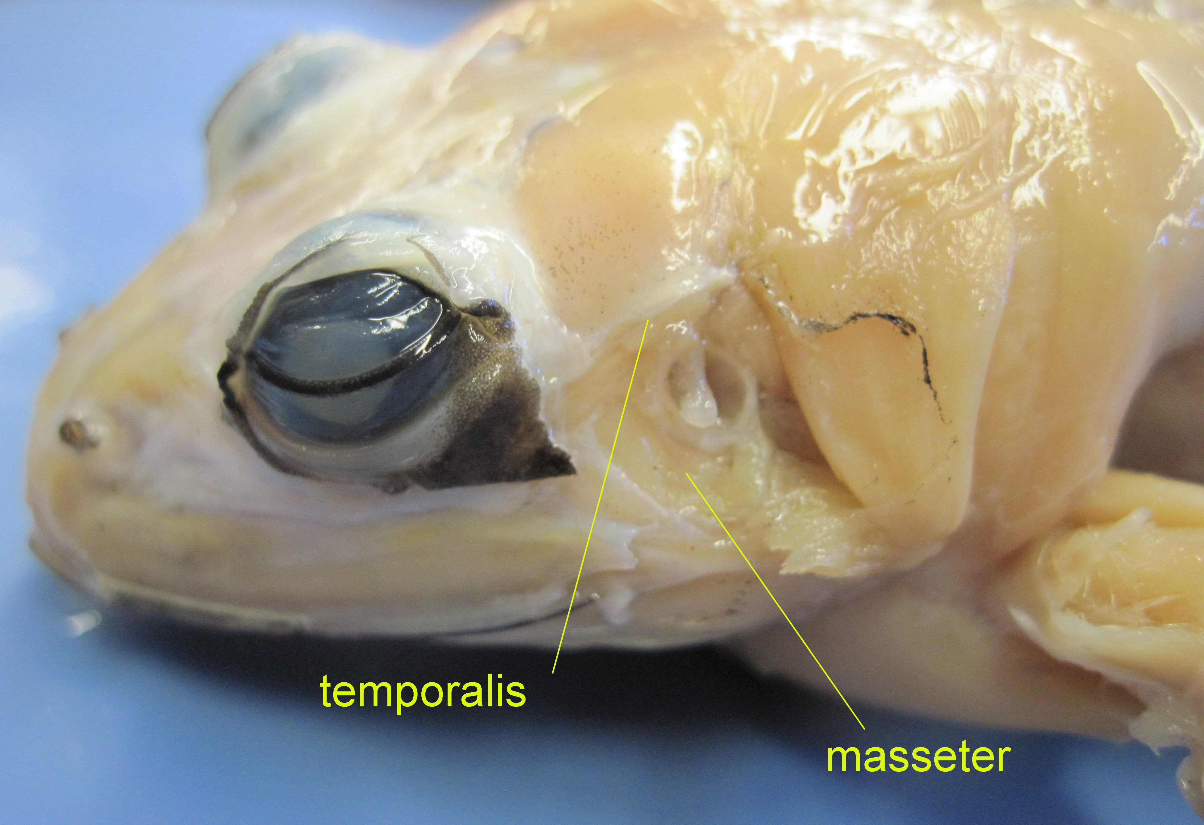 Frog head muscle (labeled)