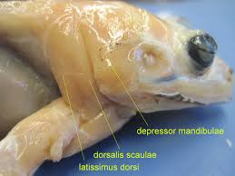 Frog muscle - depressor mandibulae, latissimus dorsi (labeled)