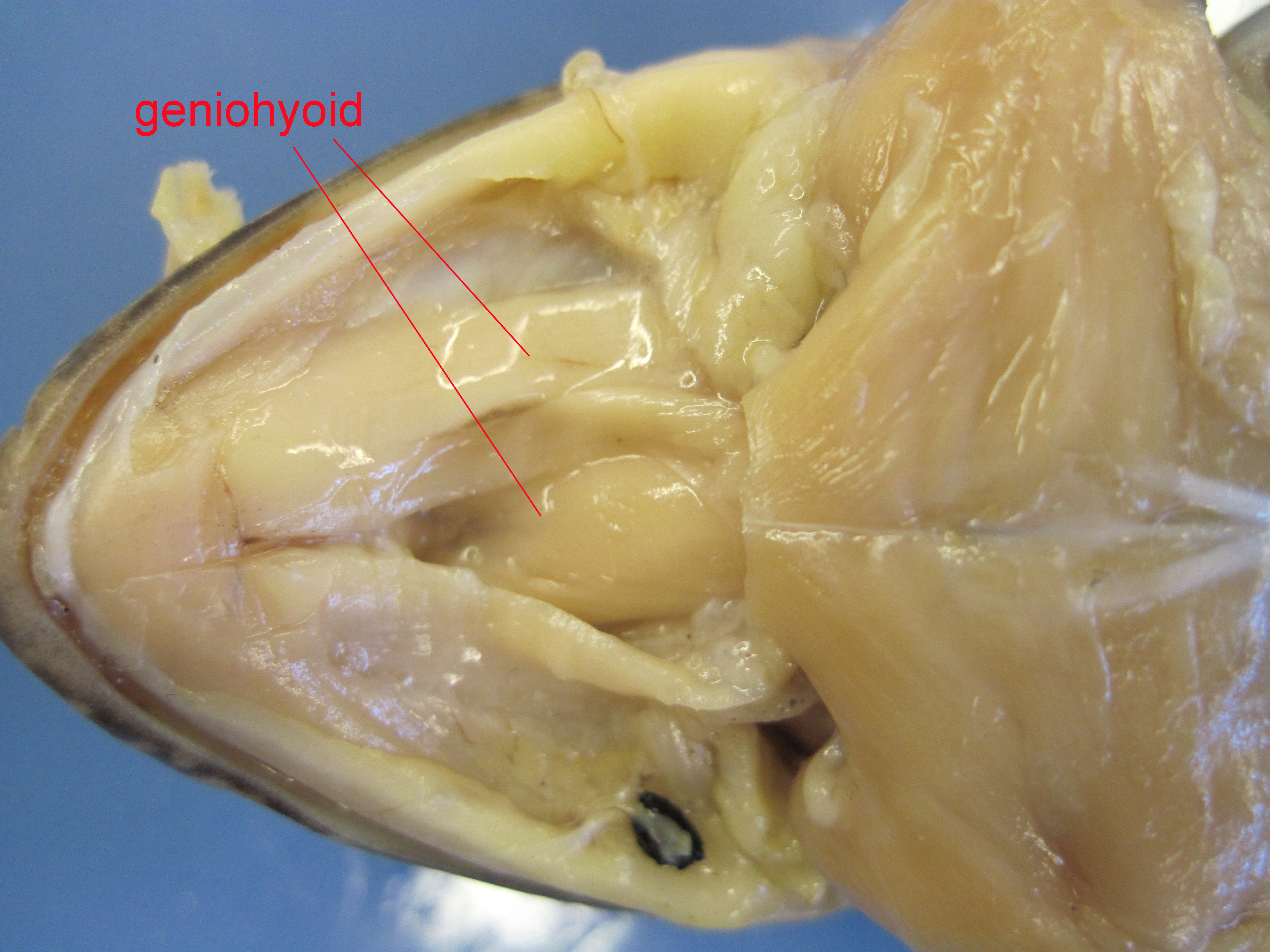 Frog geniohyoid and submental (labeled)