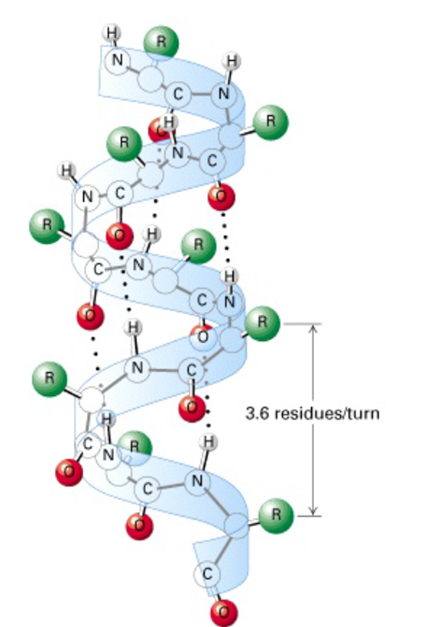 Alpha Helix