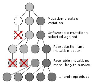 Mutation and selection diagram