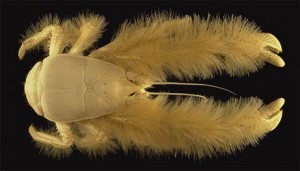 Yeti Crab