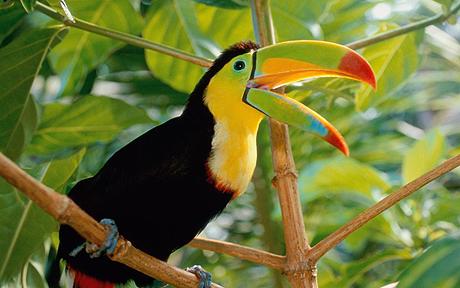 Toucan uses beak to keep it cool