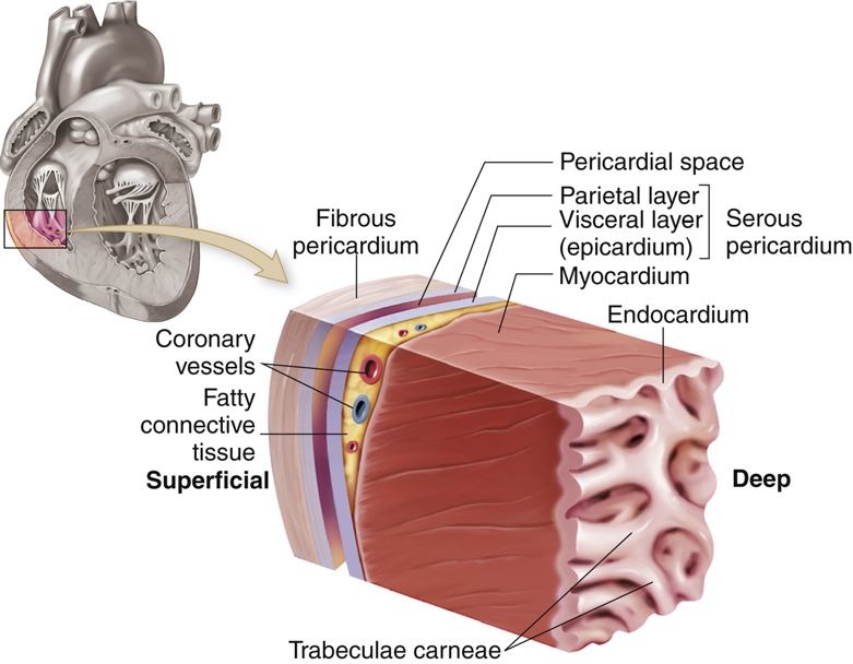 Heart Muscle