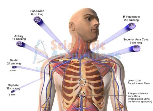 human anatomy