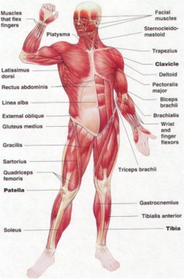 front muscle figure