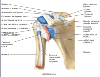 Shoulder Joint Ligaments