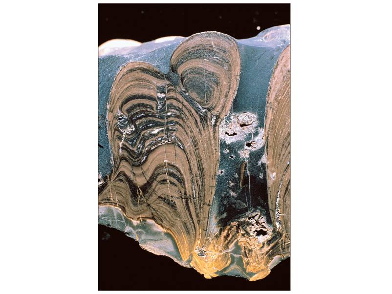 Stromatolite fossil cut away to reveal the internal concentric banding.