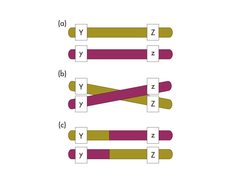 Crossing over during meiosis leads to allele combinations in sex cells that are not present in the p