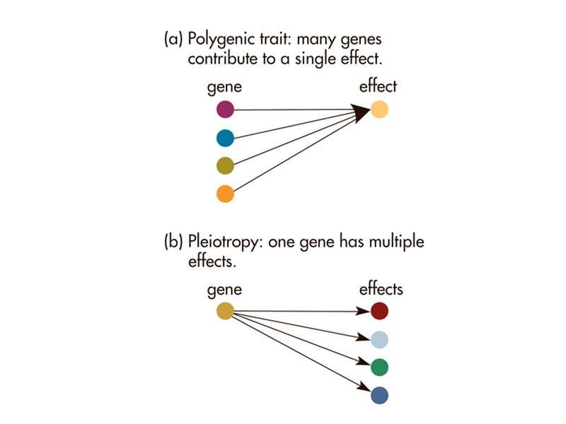 Contrasting  (a) polygenic and (b) pleiotropic effects.   