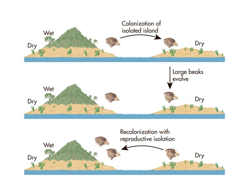 How allopatric speciation works. 