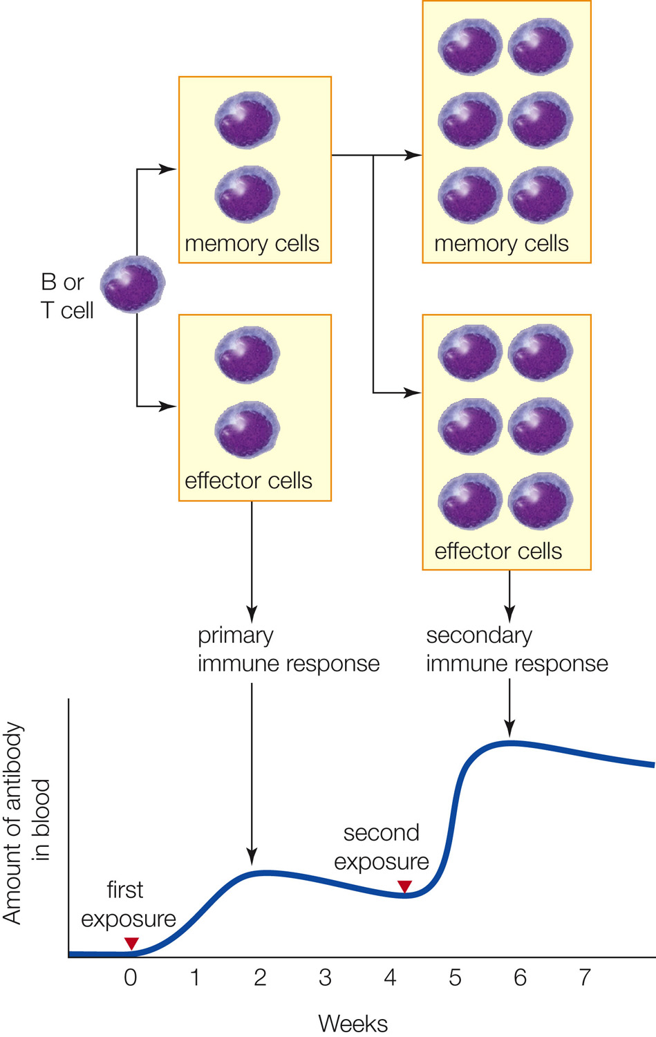 Primary and secondary immune responses
