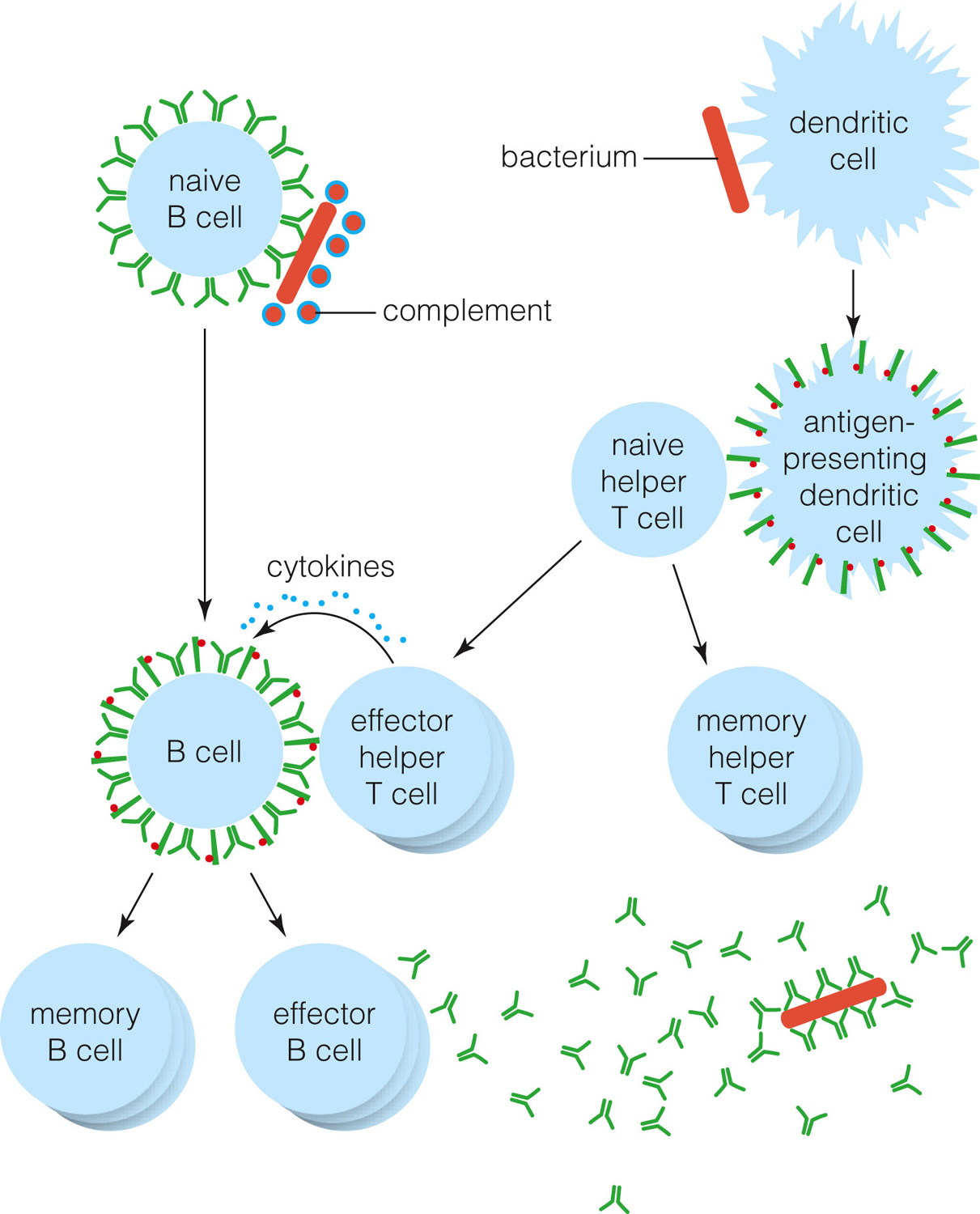 Example of an antibody-mediated immune response.