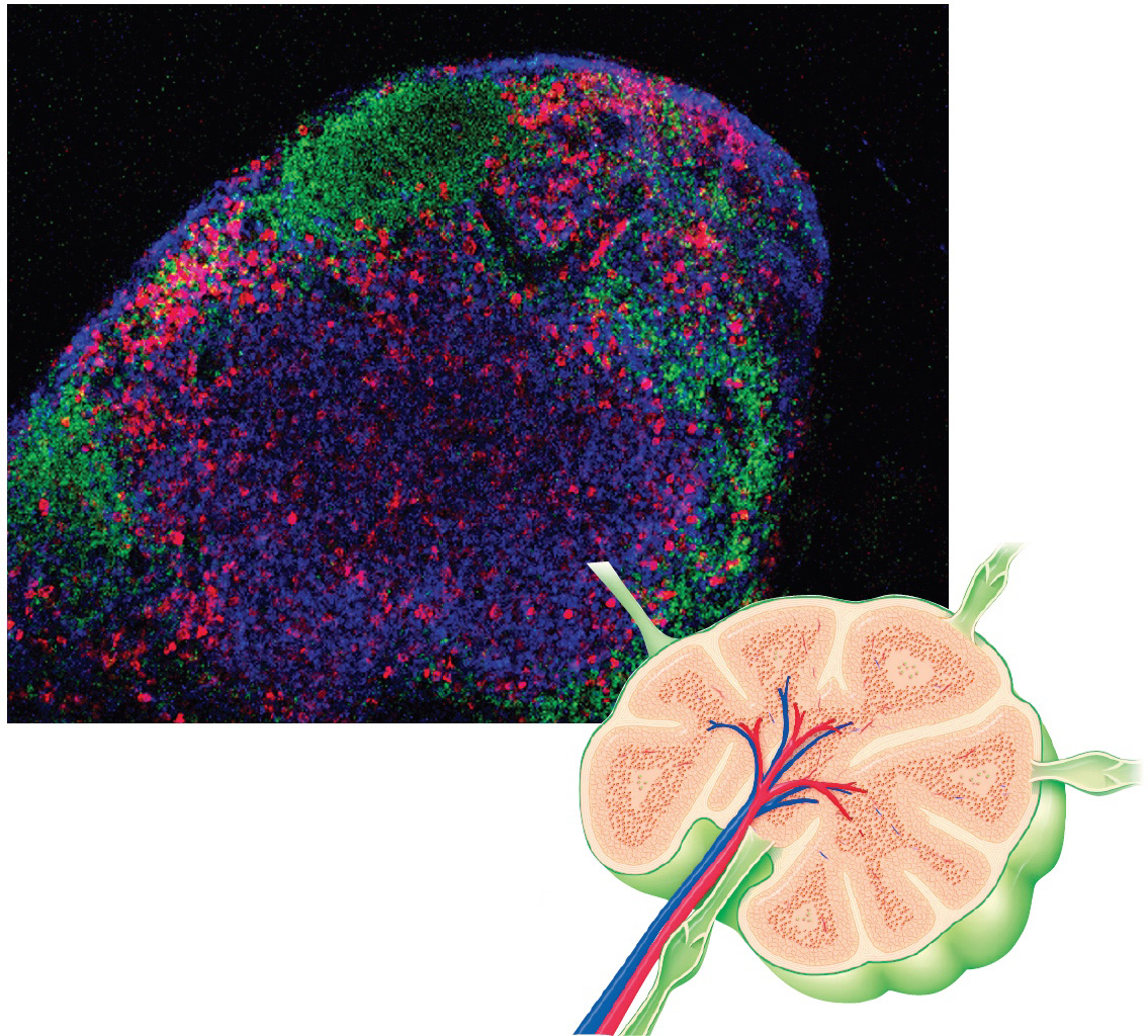 Lymphocyte Activity in a Lymph Node