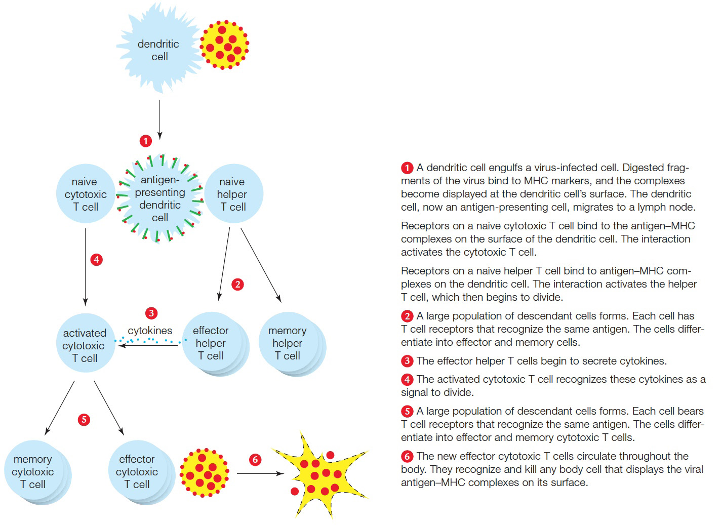 An example of a cell-mediated immune response targeting virus-infected cells.
