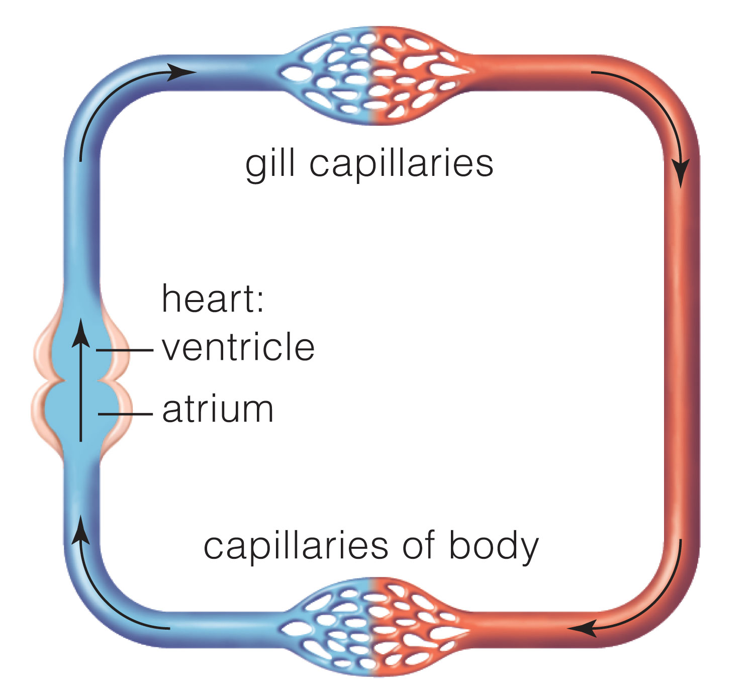 The fish heart has one atrium and one ventricle