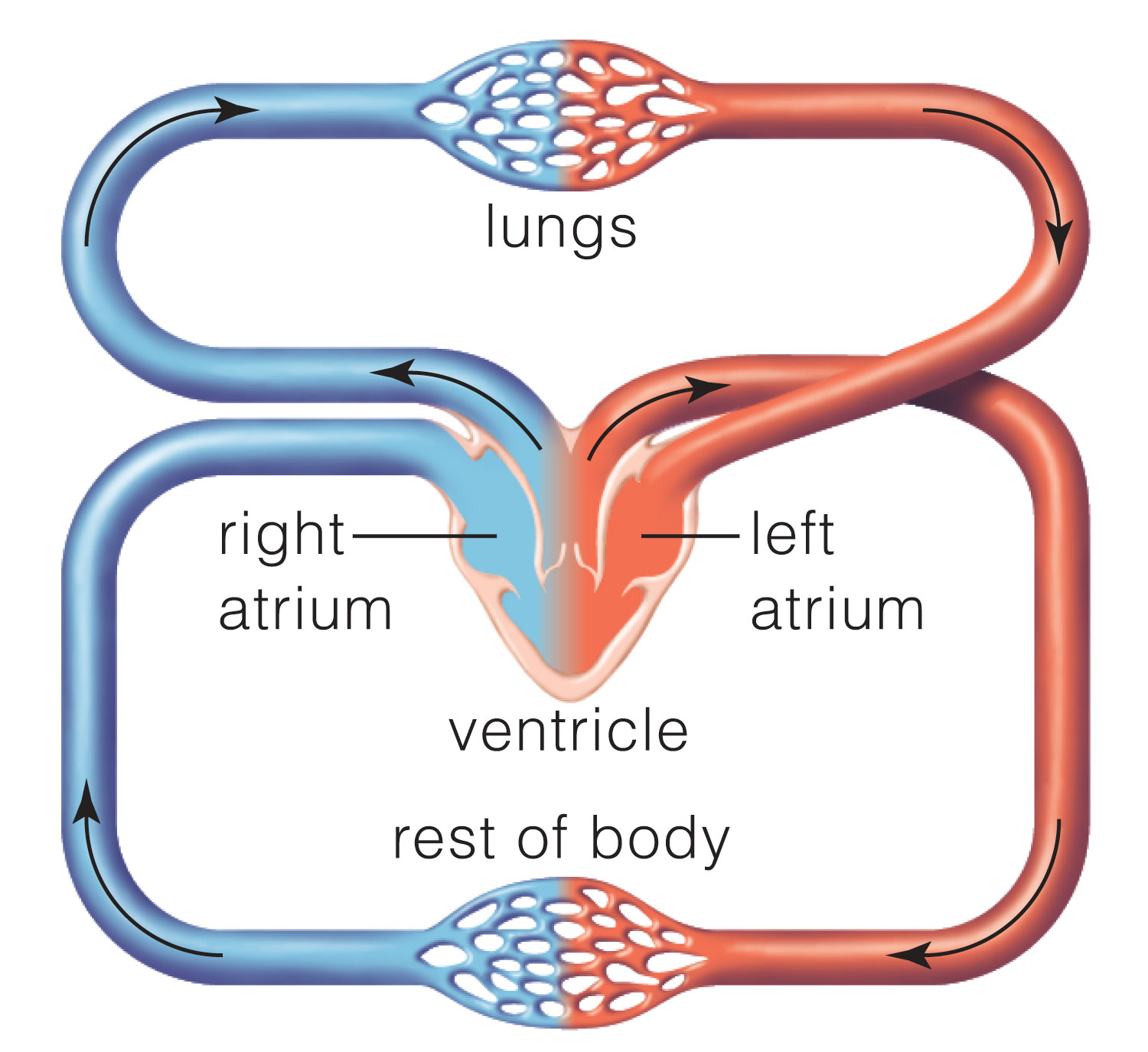 In amphibians, lizards, snakes, and turtles, the heart has three chambers: two atria and one ventric