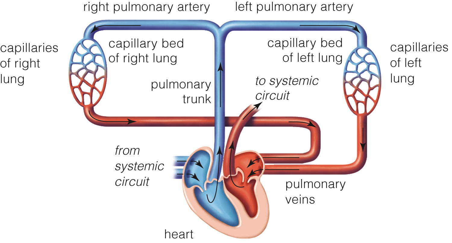 The Pulmonary Circuit