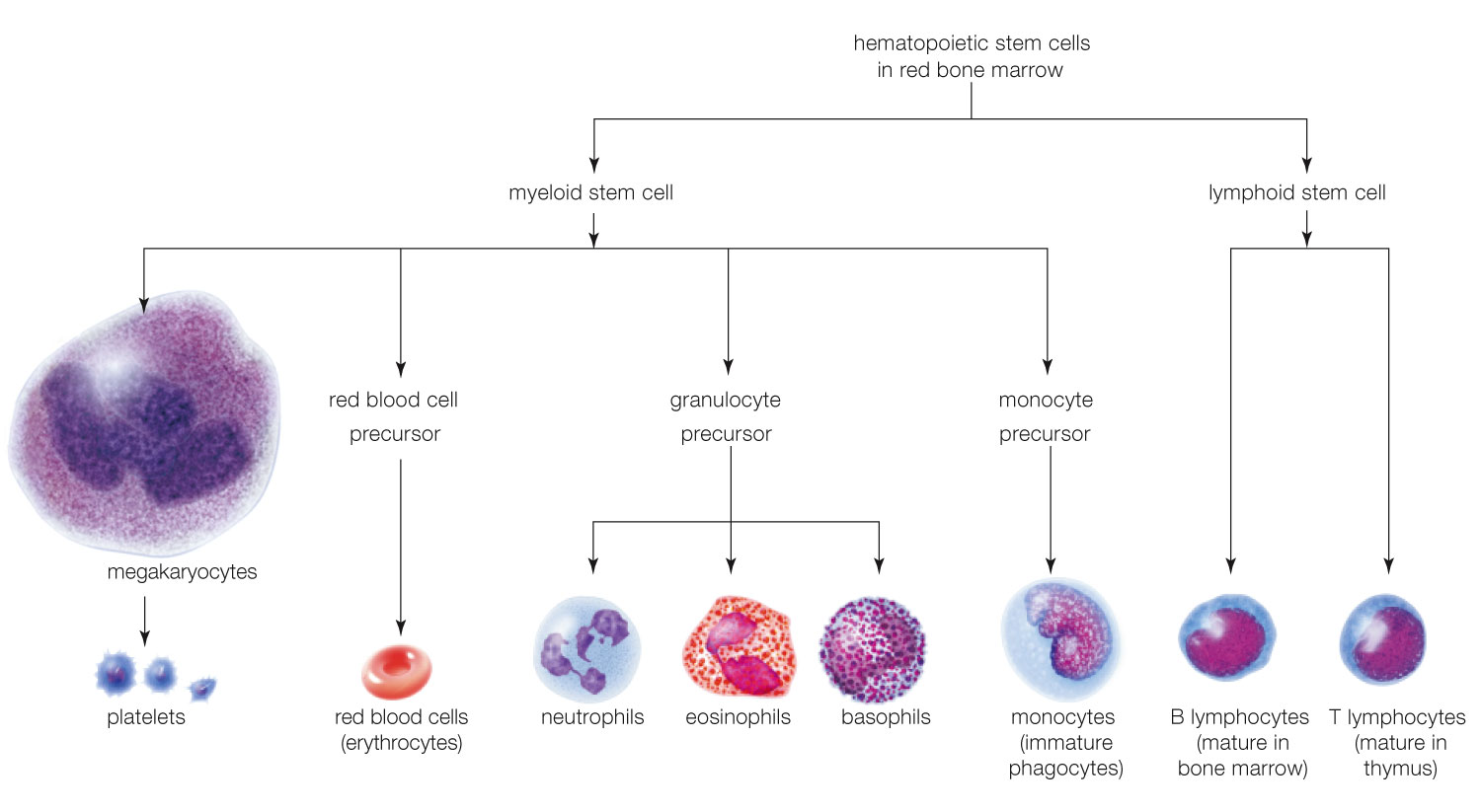 Cellular Components of Mammalian Blood