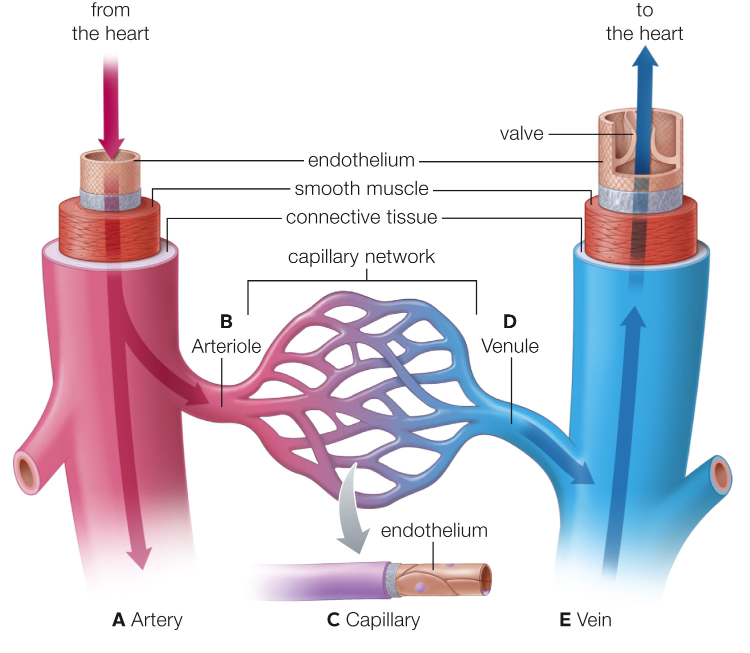 Structural comparison of human blood vessels and the direction of blood flow through them