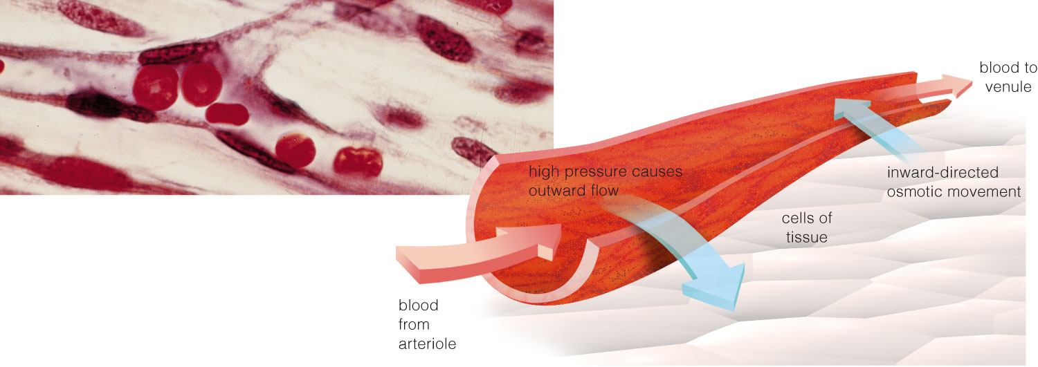 Forces affecting capillary exchange